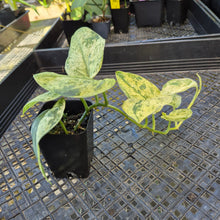 Load image into Gallery viewer, Scindapsus Jade Satin Marble Queen, Exact Plant Variegated Ships Nationwide
