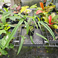 Load image into Gallery viewer, Philodendron Holtonianum, Exact Plant Large, 6&#39;&#39; pot
