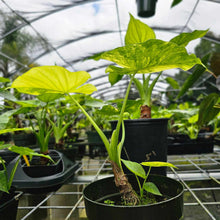 Load image into Gallery viewer, Alocasia Gageana Aurea, Exact Plant Variegated 5&#39;&#39; pot, with baby
