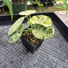 Load image into Gallery viewer, Alocasia Ninja Tricolor, Exact Plant Variegated Ships Nationwide
