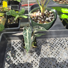 Load image into Gallery viewer, Alocasia Bambino Arrow Pink variegated 2.5" pot, Fedex 2day*
