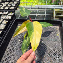 Load image into Gallery viewer, Philodendron Strawberry Shake Variegated exact plant, Fedex 2day*
