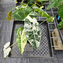 Load image into Gallery viewer, Alocasia Frydek, Exact Plant Variegated Triple plant pot Ships Nationwide
