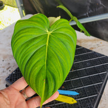 Load image into Gallery viewer, Philodendron Pastazanum, Exact Plant Ships Nationwide

