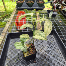 Load image into Gallery viewer, Scindapsus Peasun Variegated 4" pot, Fedex 2day*
