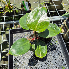 Load image into Gallery viewer, Philodendron White Knight Variegated exact plant, Fedex 2day*
