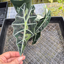 Load image into Gallery viewer, Alocasia Polly Snowflake Pink Variegated, Exact Plant Ships Nationwide.

