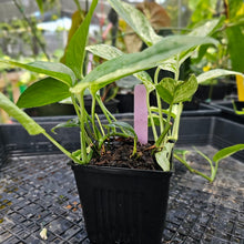 Load image into Gallery viewer, Epipremnum Pinnatum Marble, Exact Plant Variegated triple plant pot Ships Nationwide
