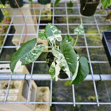 Load image into Gallery viewer, Alocasia Odora, Okinawa Silver, Exact Plant Variegated 5&#39;&#39; pot, multi plant
