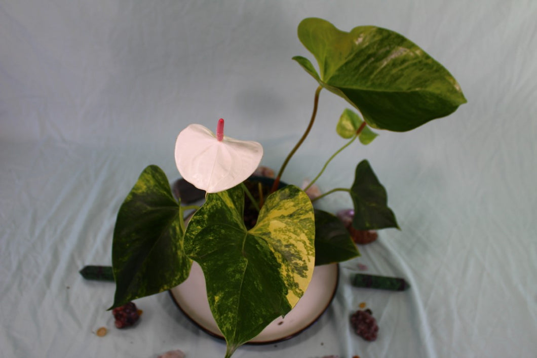 Variegated Anthurium Andraeanum White Heart Exact Plant Ships nationwide