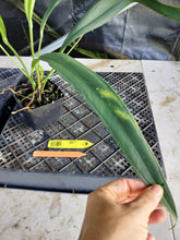 Load image into Gallery viewer, Anthurium Bakeri, Exact Plant Ships Nationwide
