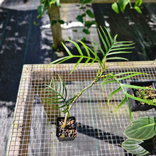 Load image into Gallery viewer, Philodendron Tortum 2.5" pot, Fedex 2day*
