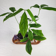Load image into Gallery viewer, Anthurium Clavigerum 6" pot, Fedex 2day
