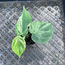 Load image into Gallery viewer, Philodendron Hederaceum, Heart Leaf, Exact Plant Variegated Ships Nationwide
