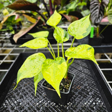 Load image into Gallery viewer, Alocasia Cucullata, Exact Plant Variegated Double plant
