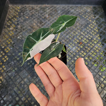 Load image into Gallery viewer, Alocasia polly pink variegated, Exact Plant Ships Nationwide.
