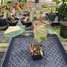 Load image into Gallery viewer, Philodendron Gloriosum variegated, Exact Plant Ships Nationwide
