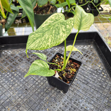 Load image into Gallery viewer, Monstera Deliciosa White Monster , Exact Plant Variegated Ships Nationwide

