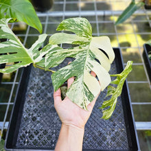 Load image into Gallery viewer, Monstera Borsigiana Albo Deliciosa, Exact Plant Variegated
