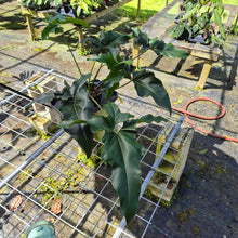 Load image into Gallery viewer, Philodendron Thaumatophyllum Goeldii X Selloum "African Fantasy, Exact Plant

