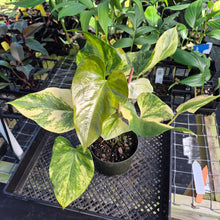 Load image into Gallery viewer, Anthurium Andraeanum White Heart, Exact Plant Variegated Ships Nationwide
