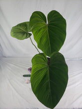 Load image into Gallery viewer, Gloriosum XL, exact plant, Philodendron, ships nationwide
