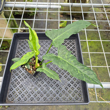 Load image into Gallery viewer, Philodendron Minarum 'Lime Fiddle' exact plant, Fedex 2day*
