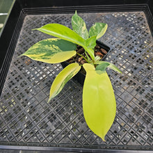 Load image into Gallery viewer, Philodendron Florida Beauty Variegated 2.5" pot, Fedex 2day*
