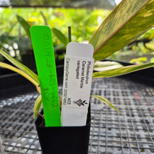 Load image into Gallery viewer, Philodendron Caramel Marble, Exact Plant Variegated Ships Nationwide
