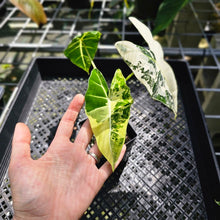 Load image into Gallery viewer, Alocasia Frydek, Exact Plant Variegated
