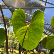 Load image into Gallery viewer, Anthurium Anuenue Obake Bicolor pink/green Fedex 2day
