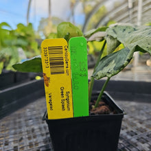 Load image into Gallery viewer, Syngonium Green Splash, Exact Plant Variegated Ships Nationwide
