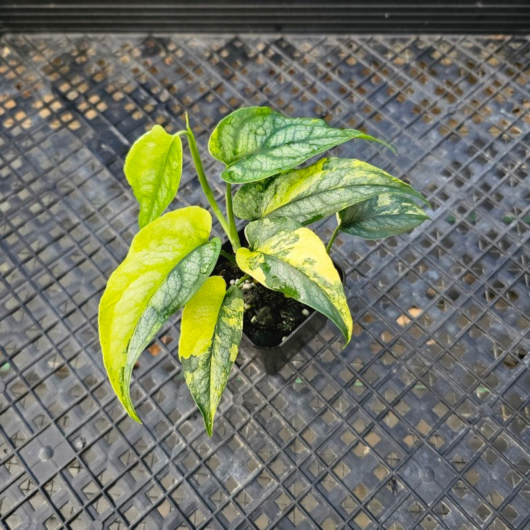 Monstera Siltepecana, Exact Plant Variegated