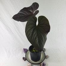 Load image into Gallery viewer, Anthurium Moodeanum, Exact Plant X-Large, sport-variegated
