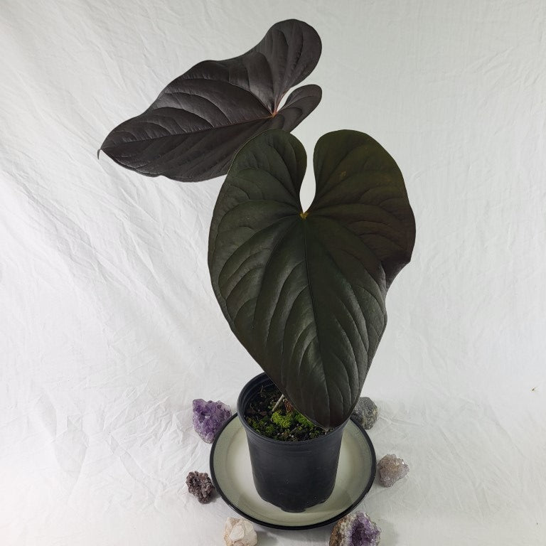 Anthurium Moodeanum, Exact Plant X-Large, sport-variegated