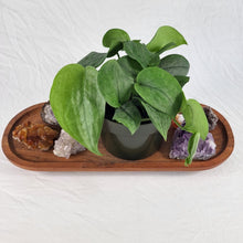 Load image into Gallery viewer, Scindapsus Silver Hero, Exact Plant multi pot of 6 Ships Nationwide
