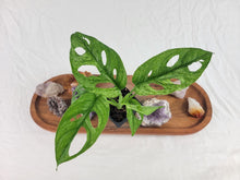 Load image into Gallery viewer, Monstera Adansonii European Mint Variegated 2.5" pot, Fedex 2day*
