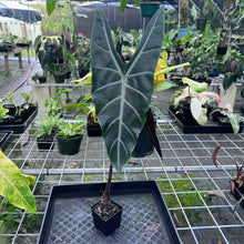 Load image into Gallery viewer, Alocasia Longiloba, Denudata, Exact Plant
