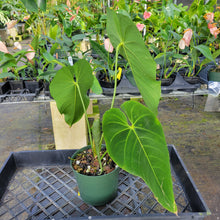 Load image into Gallery viewer, Anthurium Angamarcanum , Exact Plant Ships Nationwide
