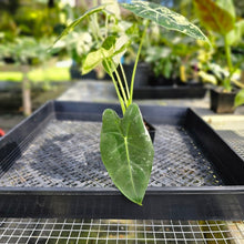 Load image into Gallery viewer, Alocasia Frydek, Exact Plant Variegated Ships Nationwide
