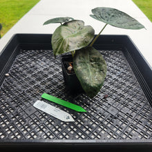 Load image into Gallery viewer, Alocasia Wentii, Exact Plant Variegated Ships Nationwide
