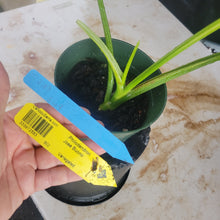 Load image into Gallery viewer, Philodendron Jose Buono, Exact Plant Variegated Ships Nationwide
