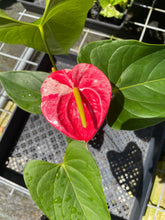 Load image into Gallery viewer, Anthurium Shibori, Exact Plant Variegated
