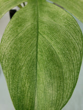 Load image into Gallery viewer, Florida Ghost, Exact Plant, Philodendron
