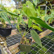 Load image into Gallery viewer, Anthurium Dolichostachyum , Exact Plant
