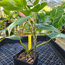 Load image into Gallery viewer, Philodendron White Princess, Exact Plant Variegated Ships Nationwide
