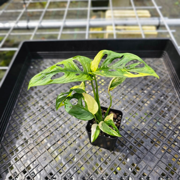 Monstera Adansonii Aurea, Exact Plant Variegated