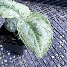 Load image into Gallery viewer, Scindapsus Peasun, Exact Plant Variegated Ships Nationwide
