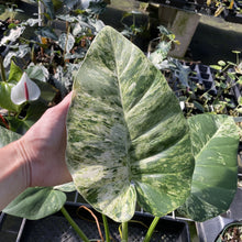 Load image into Gallery viewer, Philodendron Giganteum Blizzard Variegated exact plant, Fedex 2day
