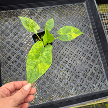 Load image into Gallery viewer, Alocasia Gageana Aurea, Exact Plant Variegated Ships Nationwide

